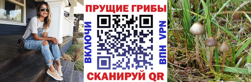 Купить  Сурск  Галлюциногенные грибы MAGIC MUSHROOMS 